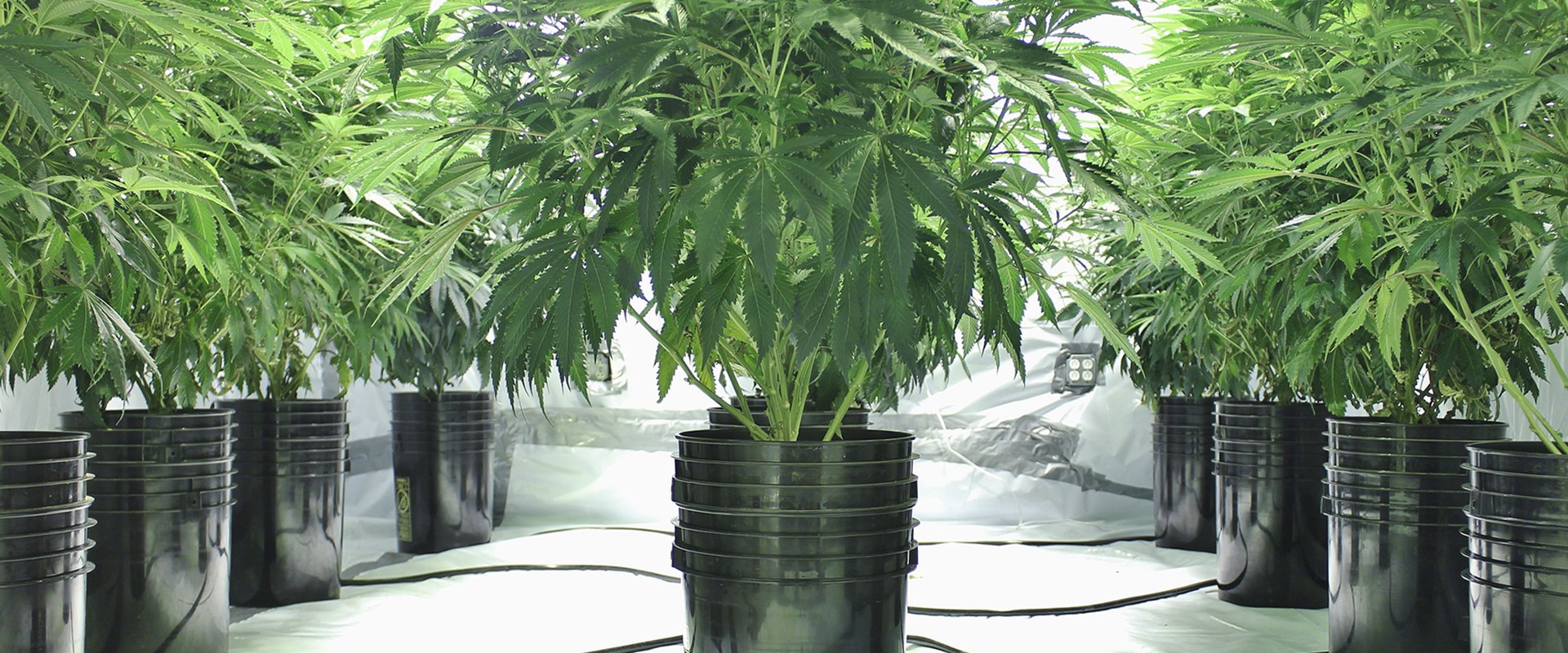 Can you grow hemp in a container?