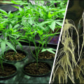 Hemp Hydroponics: How To Grow Sativa