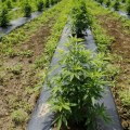 Is growing hemp a good investment?