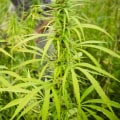 Are hemp companies profitable?