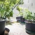 Can you grow hemp as a house plant?