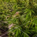 Is it better to grow hemp indoors or outdoors?