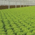 What is the best hydroponic crop?