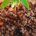 Are hemp plants hard to grow?