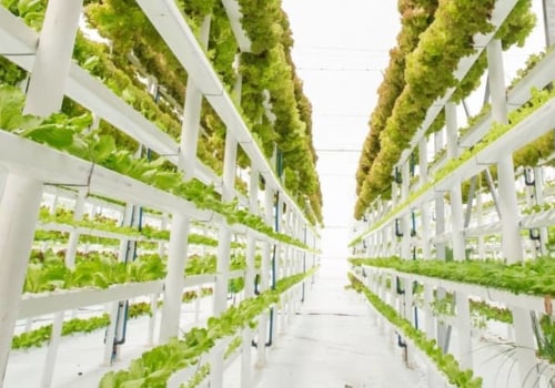 What is the most profitable hydroponic crop to grow?