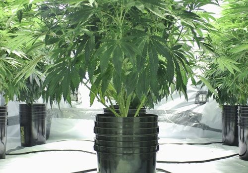 Can hemp be grown in pots?