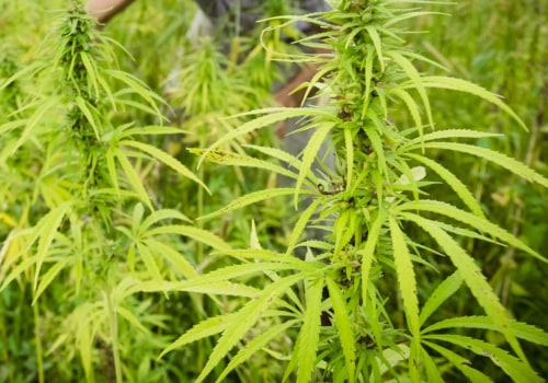 Is growing hemp a profitable business?