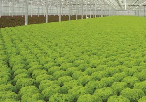 What is the best hydroponic crop?