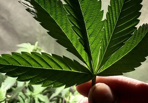 Is hemp an easy plant to grow?